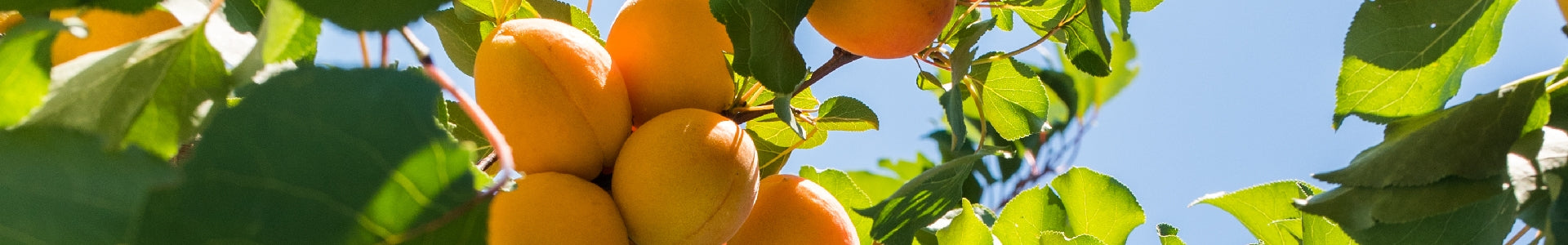 Apricot